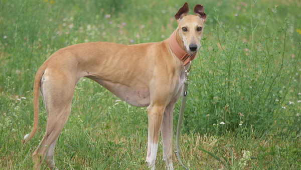 Reina, Dasha und Samira